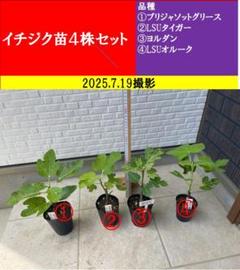 イチジク苗10株セット 000000035469-01-l.jpg?t=