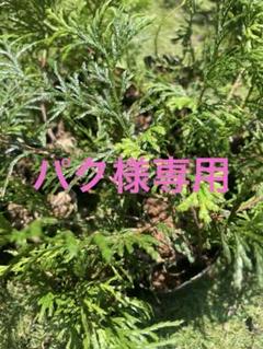 パク♡ニオイヒバ　抜き苗 パク様専用♡ニオイヒバ 抜き苗 - メルカリ