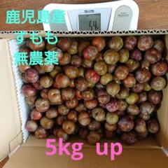 値下げ中！すもも 鹿児島産 無農薬5キロ お値下げ中！！5キロすもも 鹿児島産 無農薬 - メルカリ