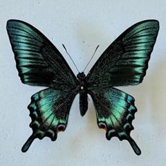 蝶標本　極美麗ミヤマカラスアゲハ春型♂  北海道産⭐️輝く青緑系⭐️期間限定値下げ⭐️ Amazon.co.jp: 蝶標本 極美麗 青紫系ミヤマカラスアゲハ春型