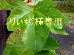 ✨実付きホワイトマデイラ四年生✨ hq720.jpg?sqp=-