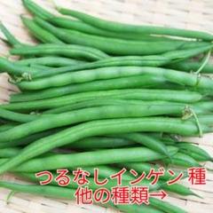 野菜種☆つるなしいんげん☆変更→空芯菜 チンゲン菜 スイスチャード わさび菜