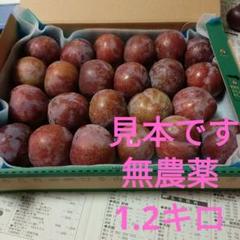 鹿児島産　すもも pastegarari-1kg.jpg