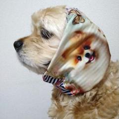 咲く花あきちゃんページ❣️キャバリアオーダー犬羊毛フェルト 咲く花あきちゃん様確認ページ❣️キャバリアオーダー犬全身像