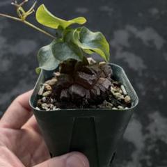 大眼 yei tao yeitao 亀甲竜 陶器 フィギュア Yei Tao 大眼 亀甲竜 | Willing plant