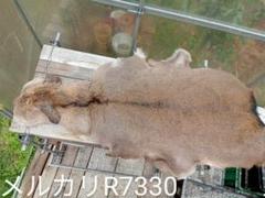 鹿革 ラグマット エゾシカ 蝦夷鹿 敷物 鹿皮オス 冬毛 エゾシカ