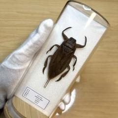 【昆虫標本】タイワンタガメ　ガラスケース入り m72594250895_1.jpg?1723647253