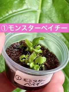 2025年最新】モンスターベイチーの人気アイテム - メルカリ