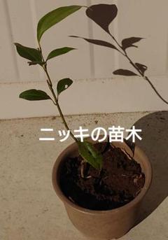 ニッキ苗木、120cm1本 ニッキ苗木、120cm1本