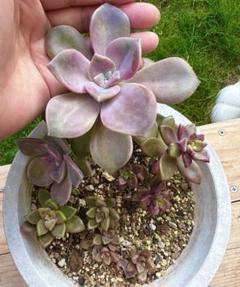 多肉植物 パープルディライト錦 新入荷 るる農園 | るる農園