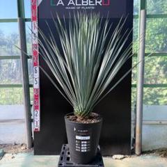 【AL865】ユッカ　リギダ【在庫整理価格　/　古古リギダ】 AL865】ユッカ リギダ【在庫整理価格 / 古古リギダ】 - メルカリ