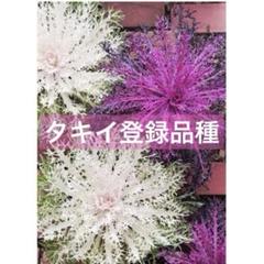 なおこ追加あられ⑱大きめ!❣️ ももホイップ❣️6苗メルカリ便送料込 なおこ様専用追加あられ⑱大きめ!❣️ ももホイップ❣️6苗