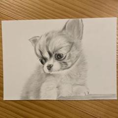 【kazu】 鉛筆画 犬 チワワ マルチーズ 手描き イラスト 原画 チワワ 犬 原画 鉛筆画 絵画 手描き イラスト 2Lサイズ スムース