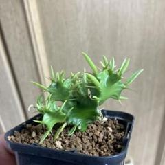 ユーフォルビア　ムランジーナ　実生　コーデックス　塊根植物　サボテン ユーフォルビア・ムランジーナ 数量限定で入荷しました！ 成長点
