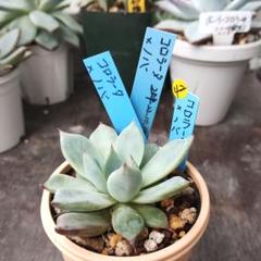 多肉植物 エケベリア おらいさん苗 ザラゴーサspノバ ⑤ 子株付き 楽天市場】多肉植物 yukエケベリア ザラゴーサspノバ 多肉植物
