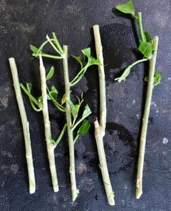 挿し木用枝セット 楽天市場】挿し木 セットの通販