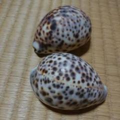 巻き貝『宝貝? 』