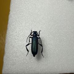 カミキリムシ標本3点まとめて　専用 カミキリムシ標本❌3 - メルカリ