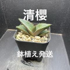 コクシネア　大株　開花中　2.5号鉢　メルカリ便 shinzi katoh 動物柄ショートグラス セット 新品未使用 - メルカリ