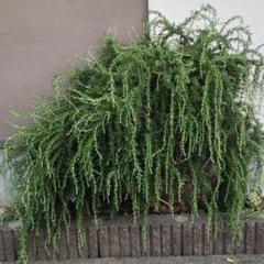 ローズマリー切り枝20cm400本 m72843587864_1.jpg?1721399591