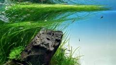 ADA BIO エリオカウロンsp. 'ソーシャルフェザーダスター　大量 ADA BIO エリオカウロンsp. 'ソーシャルフェザーダスター100株