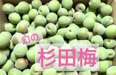 ♥️十郎梅♥️10キロ　きれいめ　漬梅がいいと思います ♥️十郎梅♥️10キロ きれいめ 漬梅がいいと思います （十郎梅