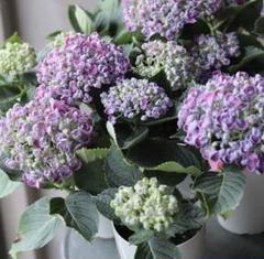 アジサイ ポップコーンの中古 未使用品 メルカリ