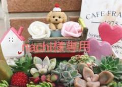 多肉植物寄せ植え♫そのまま飾れる♫ラブリートイプードルちゃん♫