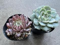 チワワエンシスイエコラ×spノバ　札付きポットごと　ty苗　メルカリ便 TYさん苗2点セット 札付きポットごとメルカリ便 バラ売り不可