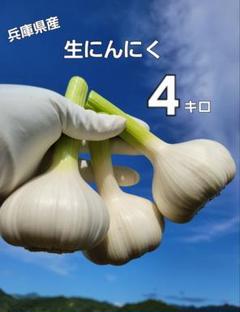 兵庫県産 生にんにく 約4キロ 自家栽培 フレッシュ 生ニンニク