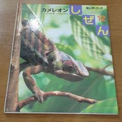 キンダーブック ちいさなしぜん おおきなちきゅう しぜん12 カメレオン