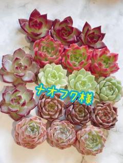 多肉植物 韓国苗 ナオフク様 多肉植物 韓国苗 ナオフク様 - メルカリ
