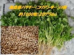 無農薬 パクチーコリアンダーの種 1000粒