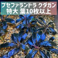 ブセファランドラクダガンBucephalandra sp.Kedagang 特大