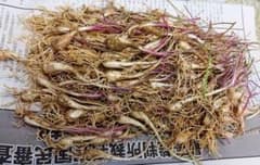 島らっきょう 種の中古 未使用品 メルカリ