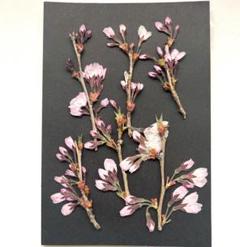 押し花 K-15　押し花　桜の枝