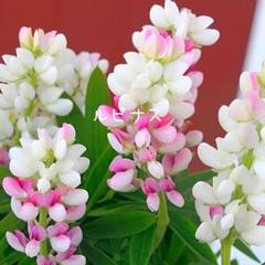 2025年最新】寄せ植え 花の人気アイテム - メルカリ