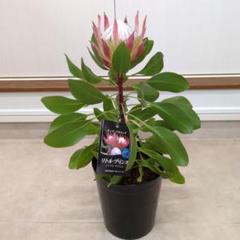 花芽付き 花苗 キングプロテア リトルプリンス ６号鉢 オージープランツ　Ａ 楽天市場】キングプロテア リトルプリンス 6号鉢 送料無料