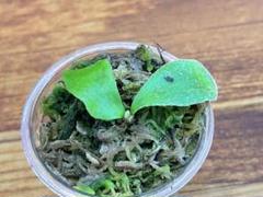 ラスト2つ P.veitchii か ビカクシダ 胞子 P.veitchii wild×willinckiiの貯水葉に見惚れる