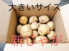 新じゃが きたあかり 無農薬 大きいサイズ 約5キロ