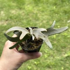 こたろう様メルカリ便！P. willinckii ’Jenny’ TC 1604 P. willinckii 'Jenny' TC 2114 - メルカリ