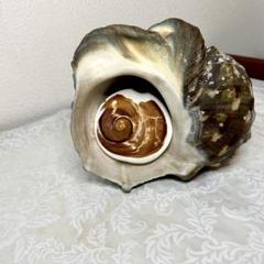 夜光貝　ヤコウガイ　貝殻　標本　天然貝　アクセサリー　844g