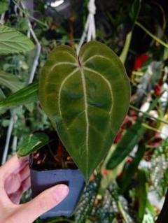 2025年最新】anthurium aceの人気アイテム - メルカリ