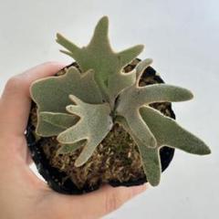 P.willinckii ’Jade Girl’ spore 1209 P.willinckii 'Jade Girl' spore 1209 - メルカリ