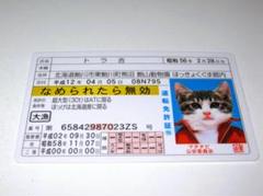 2025年最新】免許証 ゴールド なめ猫の人気アイテム - メルカリ