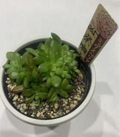 ㊳大きめ苗! 青鬼❣️祭囃子❣️紅染華❣️龍鱗蓮華❣️白銀姫