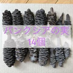 バンクシアの実　14個　レア素材　男前系　　ワイルド系植物のサムネイル