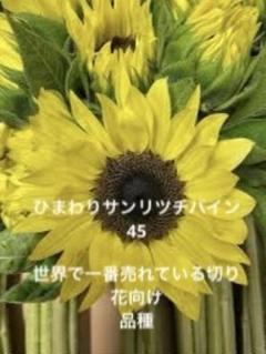 ひまわりページ A4サイズ「ひまわり畑」 絵画 hiroma2 通販 15525506｜Creema