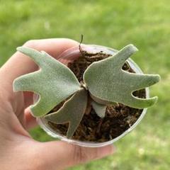P. willinckii ’Jenny’ TC 304 P. willinckii 'Jenny' TC 304 - メルカリ