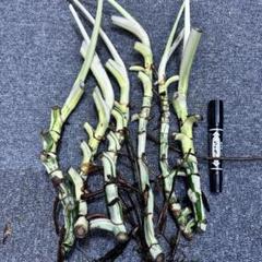 まるで宝石 極美斑入りモンステラホワイトタイガー大茎6株おまとめ希少 極美斑入りモンステラホワイトタイガー大茎6株おまとめ希少